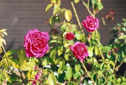 mini-Rose_Garden_4